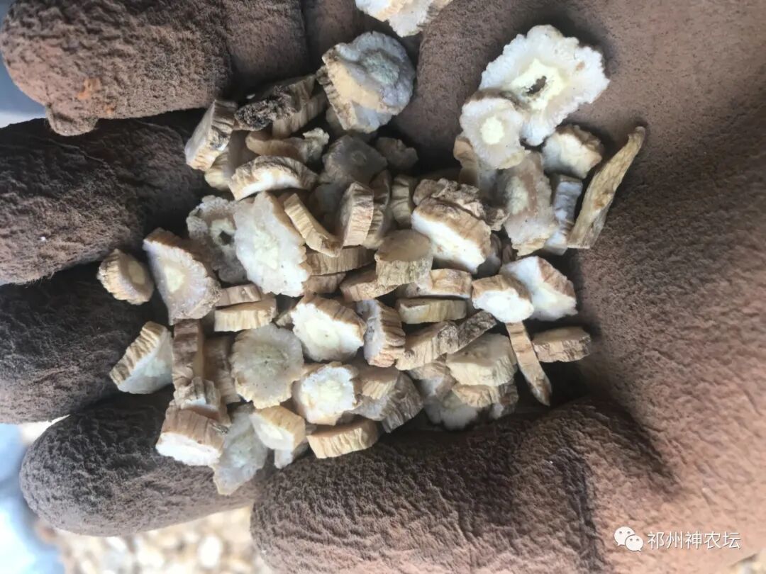 桔梗科党参属中药有几种？桔梗与党参是一样的吗