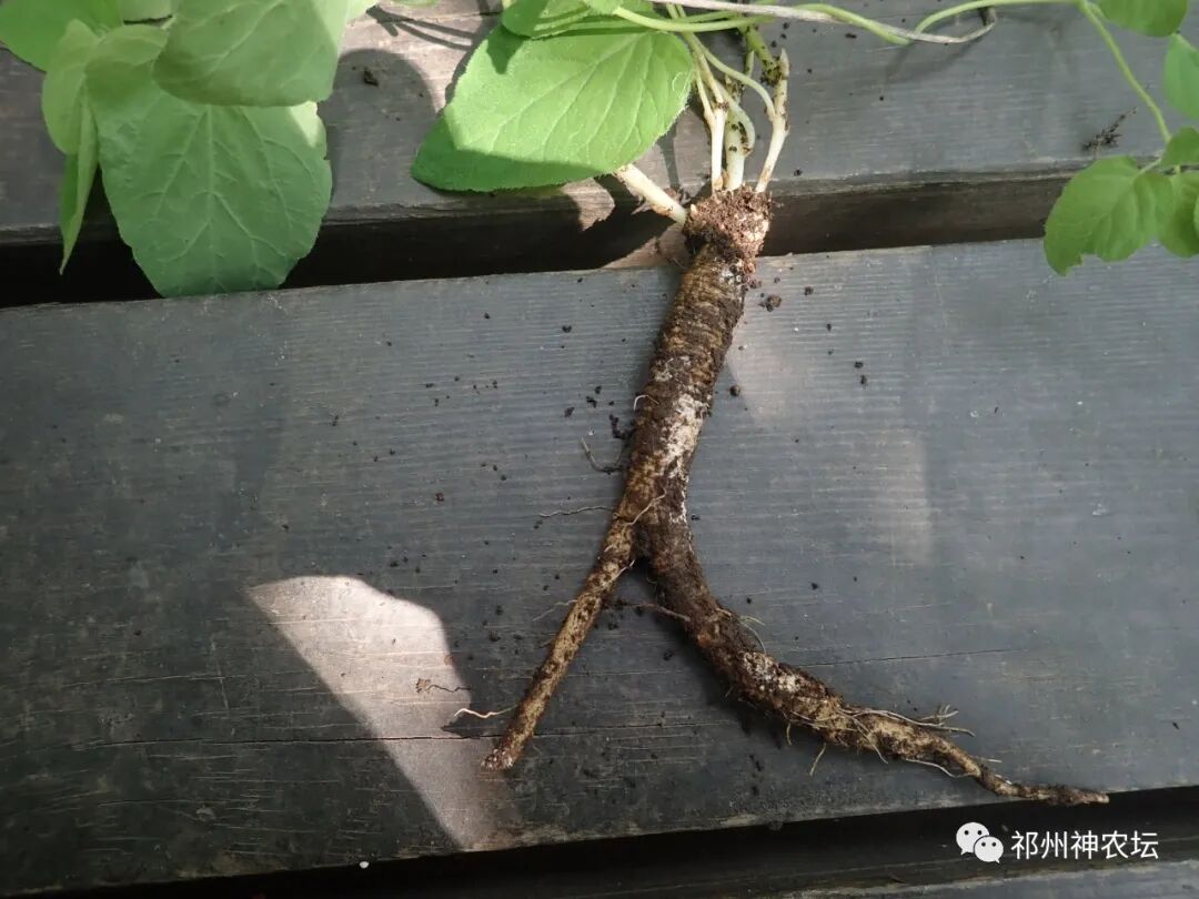 桔梗科党参属中药有几种？桔梗与党参是一样的吗