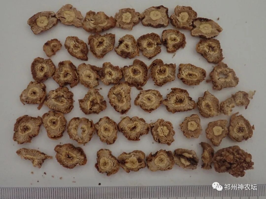 桔梗科党参属中药有几种？桔梗与党参是一样的吗