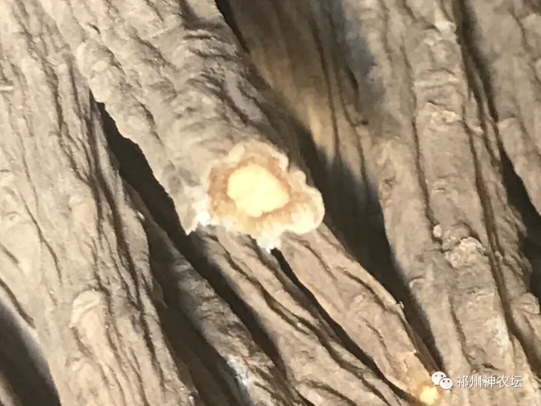 桔梗科党参属中药有几种？桔梗与党参是一样的吗