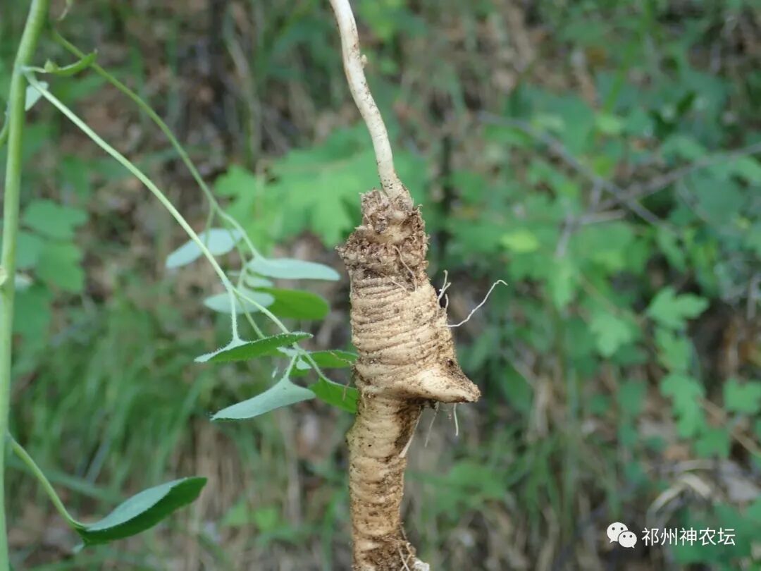 桔梗科党参属中药有几种？桔梗与党参是一样的吗