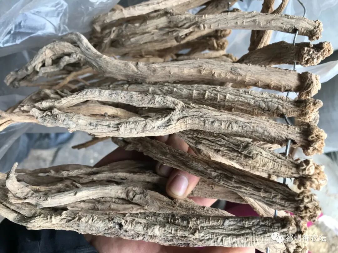 桔梗科党参属中药有几种？桔梗与党参是一样的吗