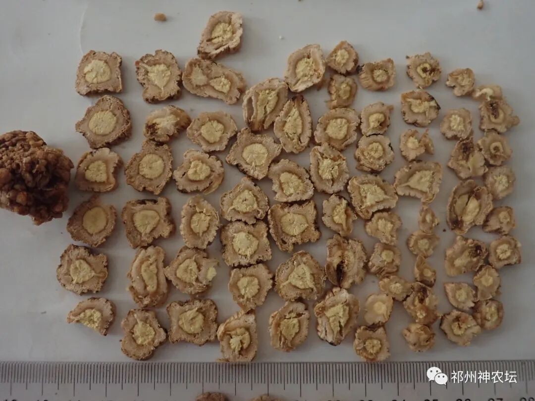 桔梗科党参属中药有几种？桔梗与党参是一样的吗