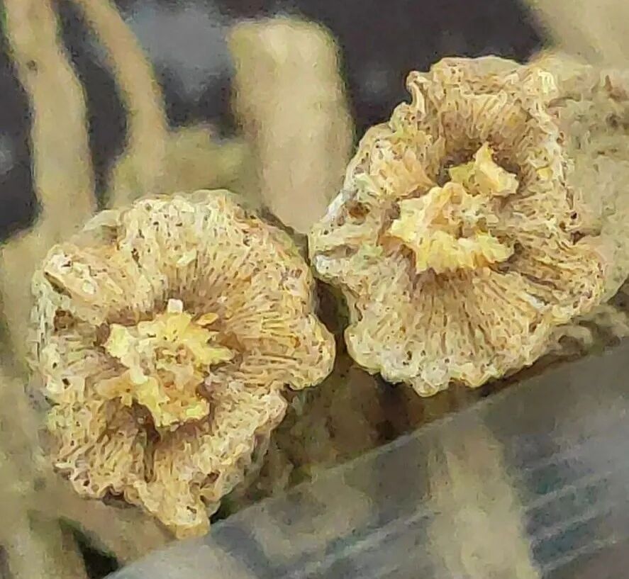 桔梗科党参属中药有几种？桔梗与党参是一样的吗