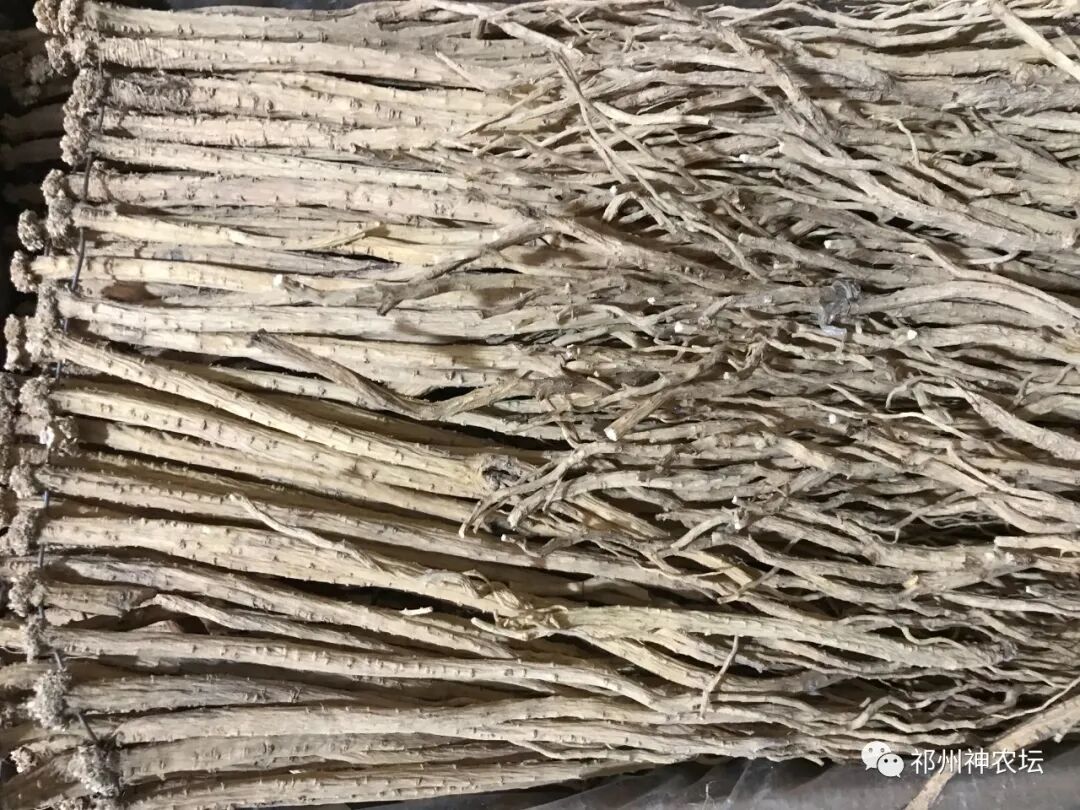 桔梗科党参属中药有几种？桔梗与党参是一样的吗