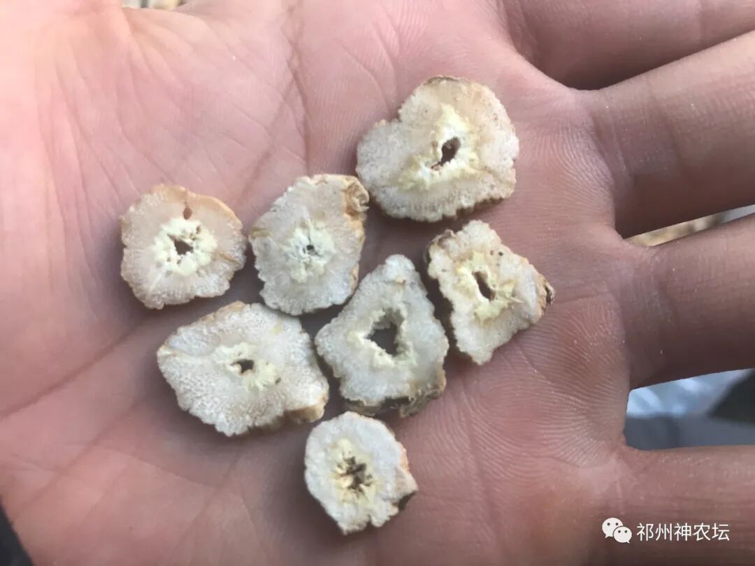 桔梗科党参属中药有几种？桔梗与党参是一样的吗