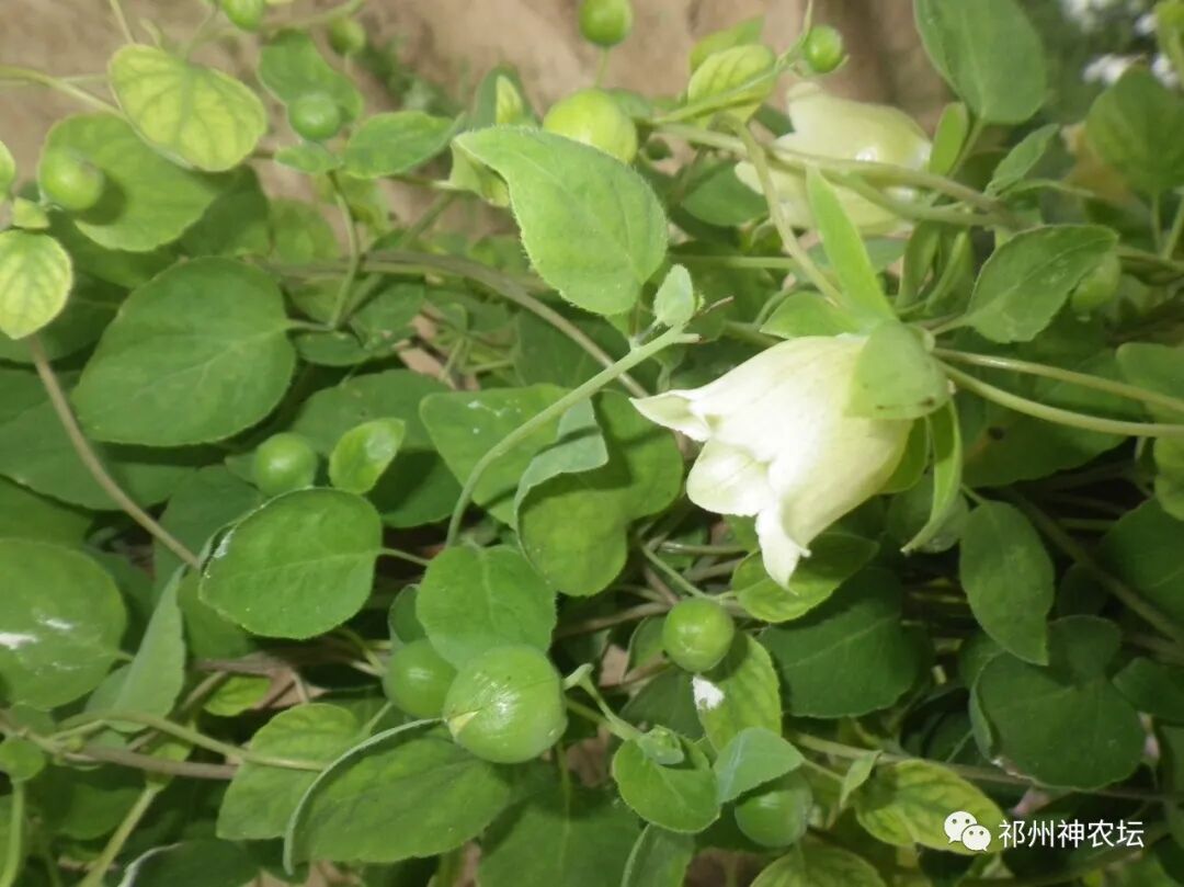 桔梗科党参属中药有几种？桔梗与党参是一样的吗