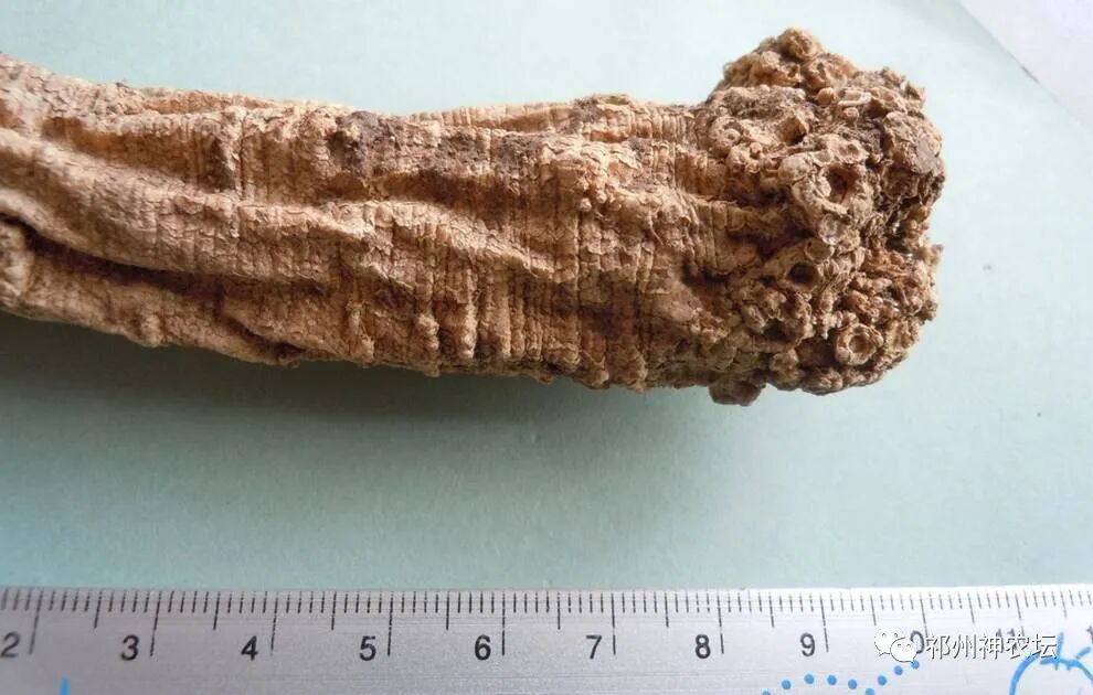 桔梗科党参属中药有几种？桔梗与党参是一样的吗