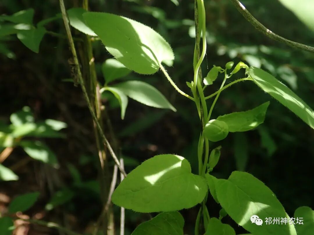 桔梗科党参属中药有几种？桔梗与党参是一样的吗