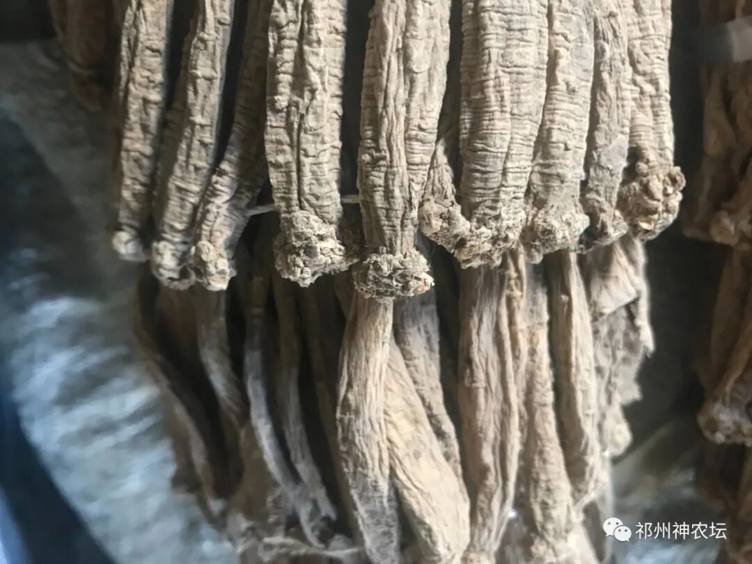 桔梗科党参属中药有几种？桔梗与党参是一样的吗