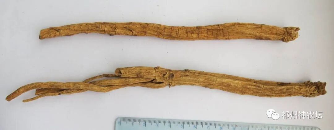 桔梗科党参属中药有几种？桔梗与党参是一样的吗