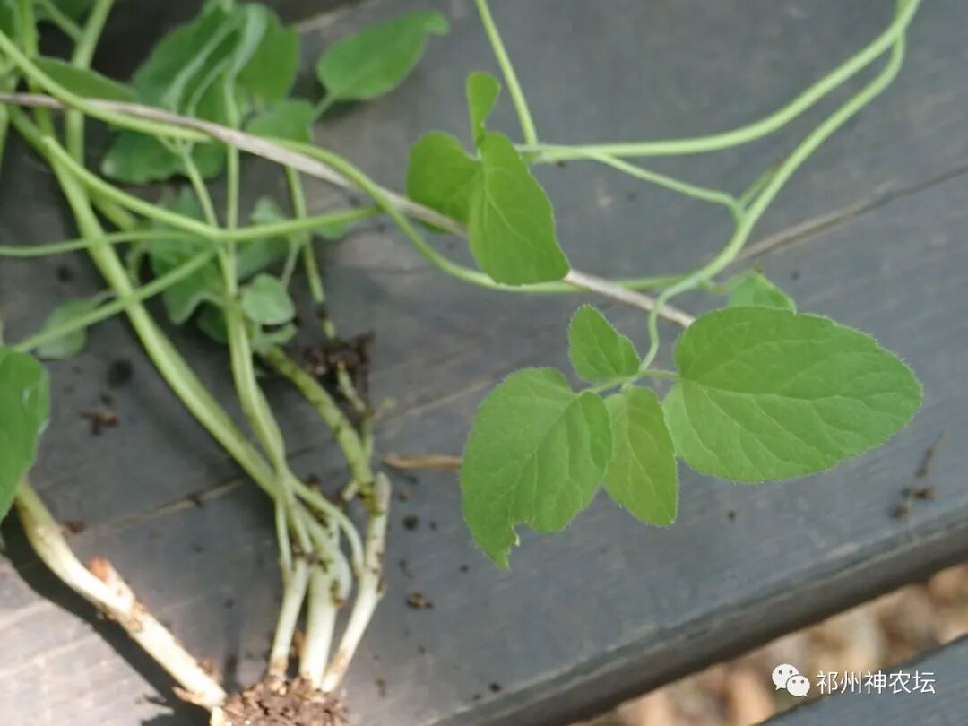 桔梗科党参属中药有几种？桔梗与党参是一样的吗