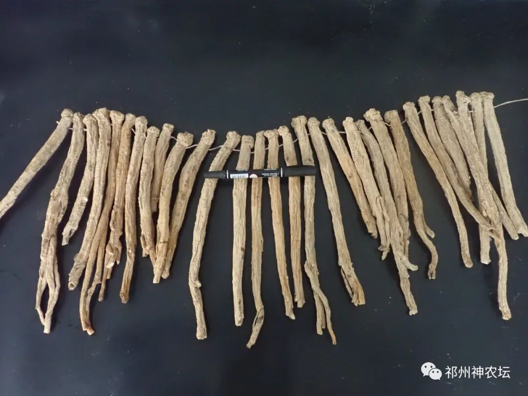 桔梗科党参属中药有几种？桔梗与党参是一样的吗