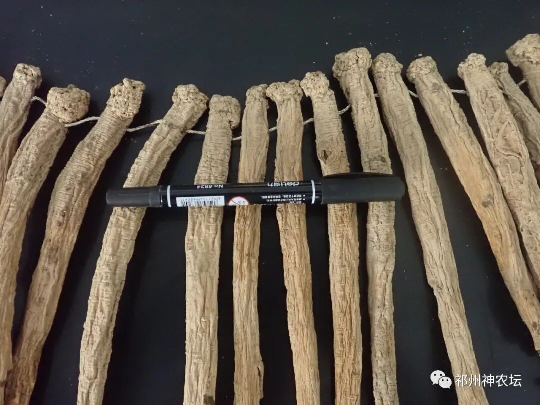 桔梗科党参属中药有几种？桔梗与党参是一样的吗