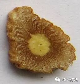 桔梗科党参属中药有几种？桔梗与党参是一样的吗