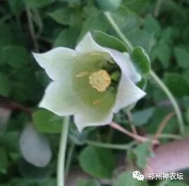 桔梗科党参属中药有几种？桔梗与党参是一样的吗