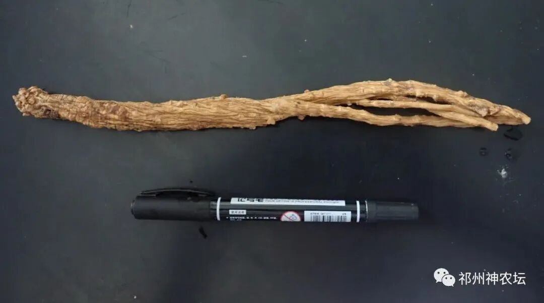 桔梗科党参属中药有几种？桔梗与党参是一样的吗