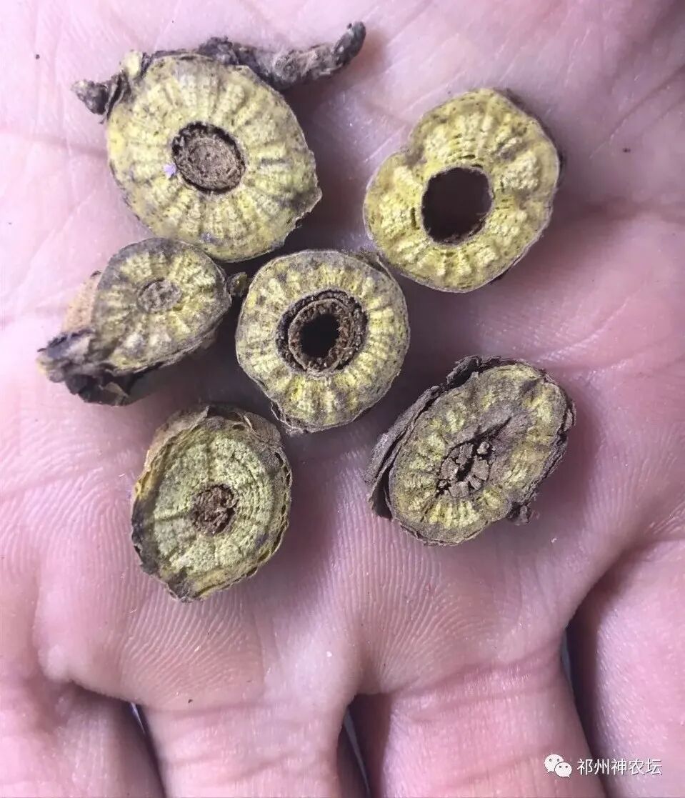 热河黄芩产地哪里？河北道地药材热河黄芩图片