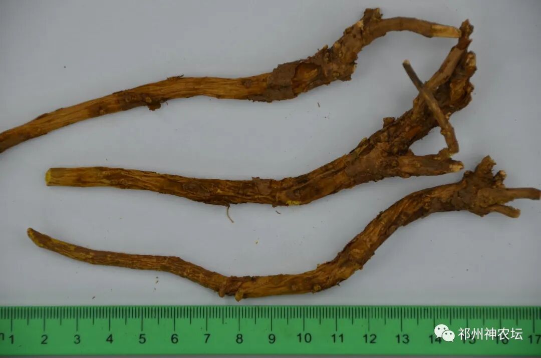 热河黄芩产地哪里？河北道地药材热河黄芩图片