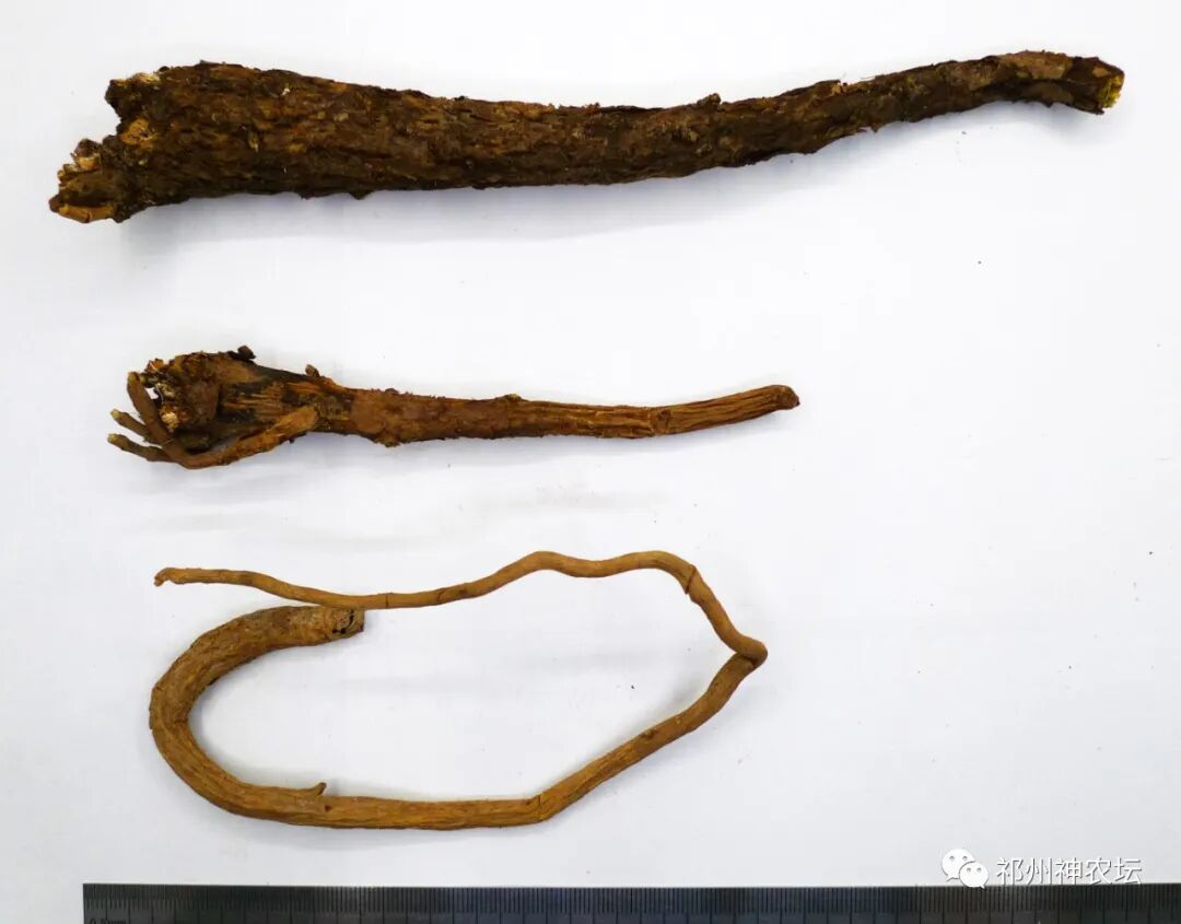 热河黄芩产地哪里？河北道地药材热河黄芩图片