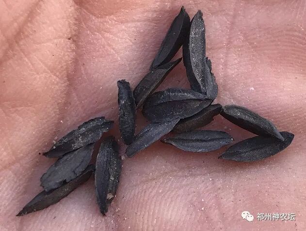 西陵知母产地在哪？河北道地药材西陵知母来历