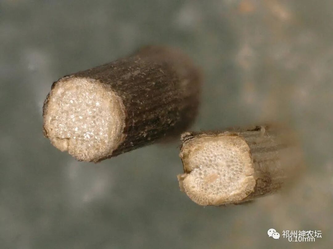 冬凌草抗肿瘤到底有多少强？冬凌草糖浆功效与作用