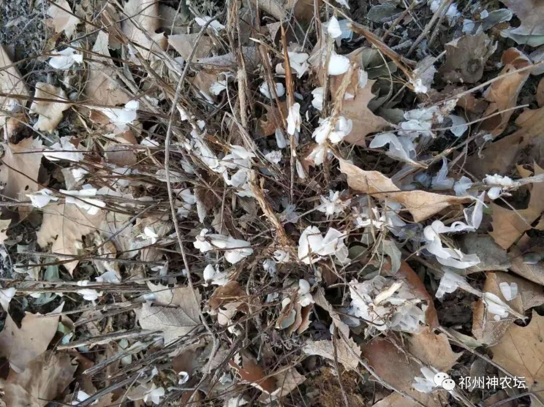 冬凌草抗肿瘤到底有多少强？冬凌草糖浆功效与作用