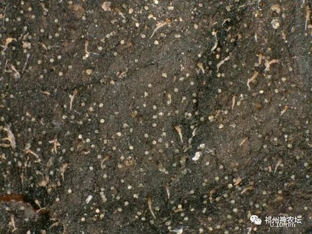 冬凌草抗肿瘤到底有多少强？冬凌草糖浆功效与作用