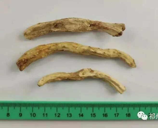 西陵知母产地在哪？河北道地药材西陵知母来历