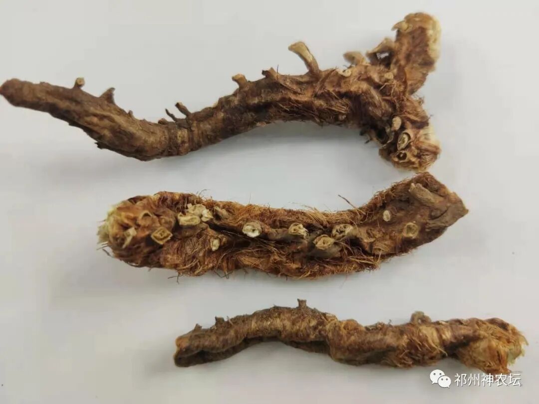 西陵知母产地在哪？河北道地药材西陵知母来历