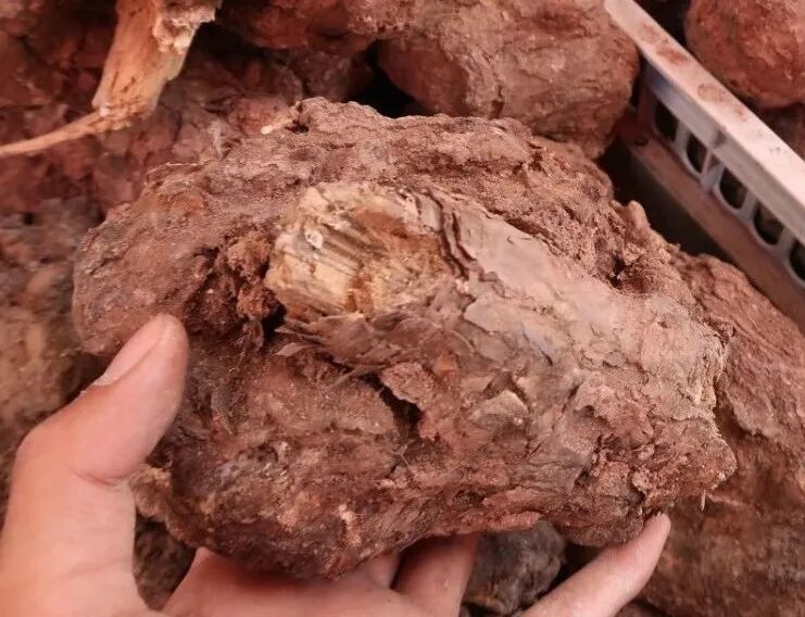 茯苓图片，茯苓类商品有哪些和怎么分辨