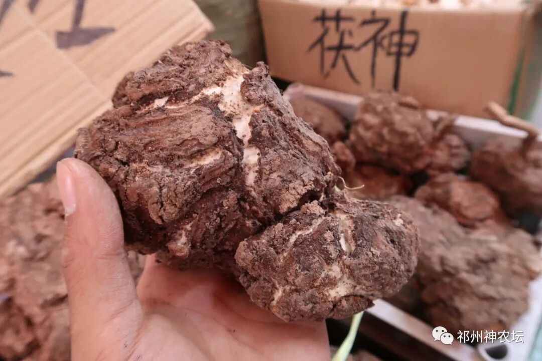 茯苓图片，茯苓类商品有哪些和怎么分辨