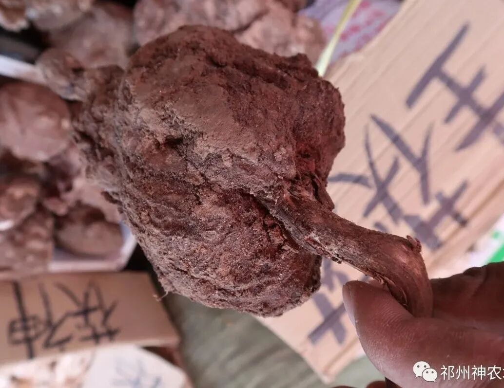 茯苓图片，茯苓类商品有哪些和怎么分辨