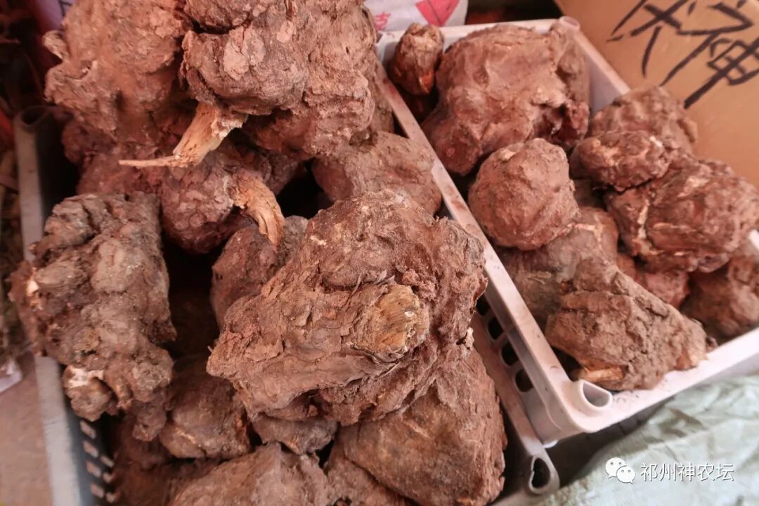 茯苓图片，茯苓类商品有哪些和怎么分辨