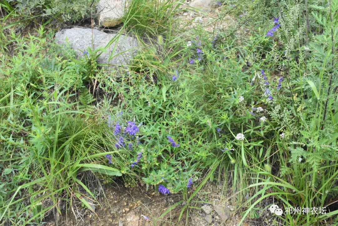 热河黄芩产地哪里？河北道地药材热河黄芩图片