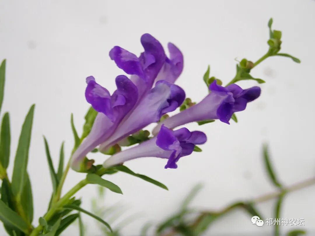 热河黄芩产地哪里？河北道地药材热河黄芩图片