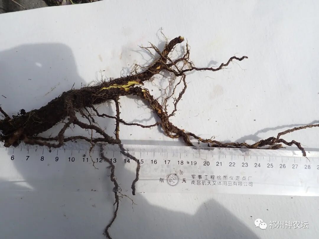 热河黄芩产地哪里？河北道地药材热河黄芩图片