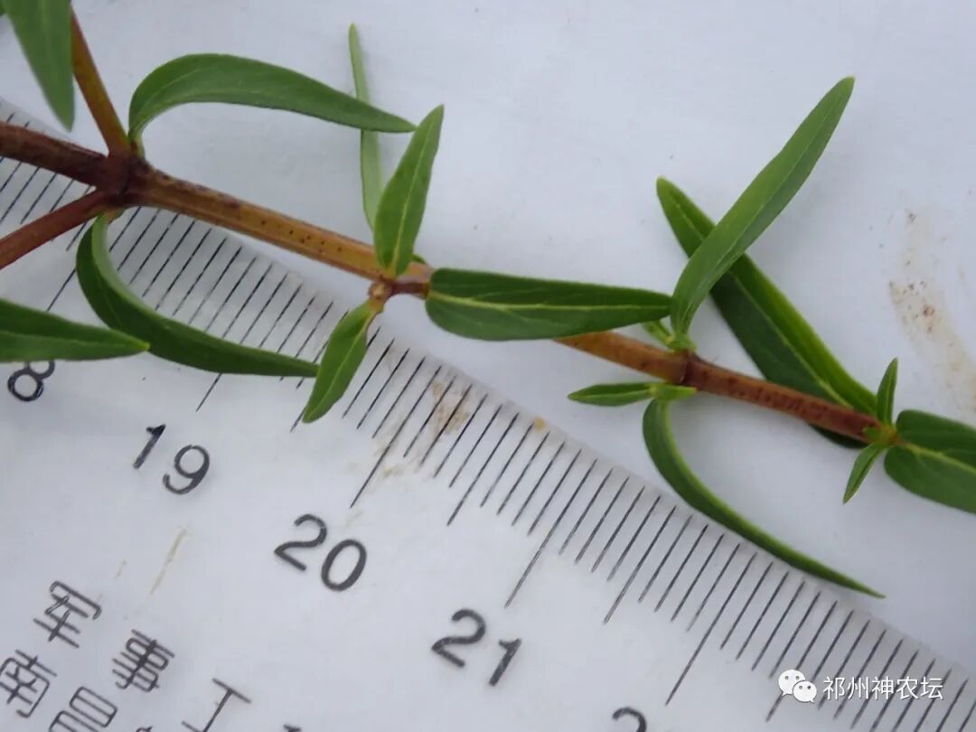 热河黄芩产地哪里？河北道地药材热河黄芩图片