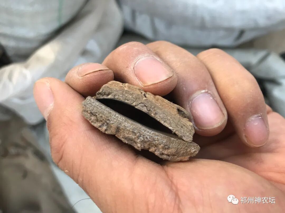 杜仲的功效与作用与主治有哪些？来自孑遗植物的腰痛要药