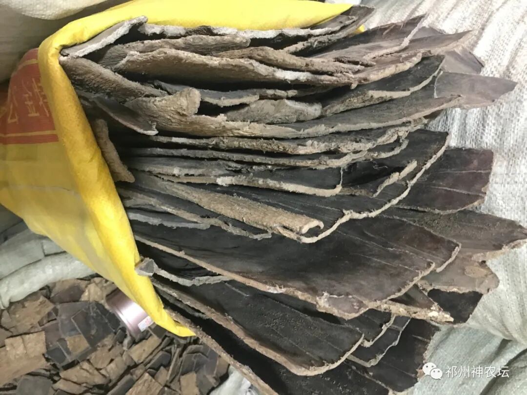 杜仲的功效与作用与主治有哪些？来自孑遗植物的腰痛要药