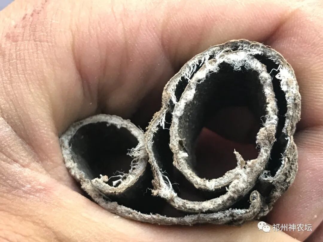 杜仲的功效与作用与主治有哪些？来自孑遗植物的腰痛要药