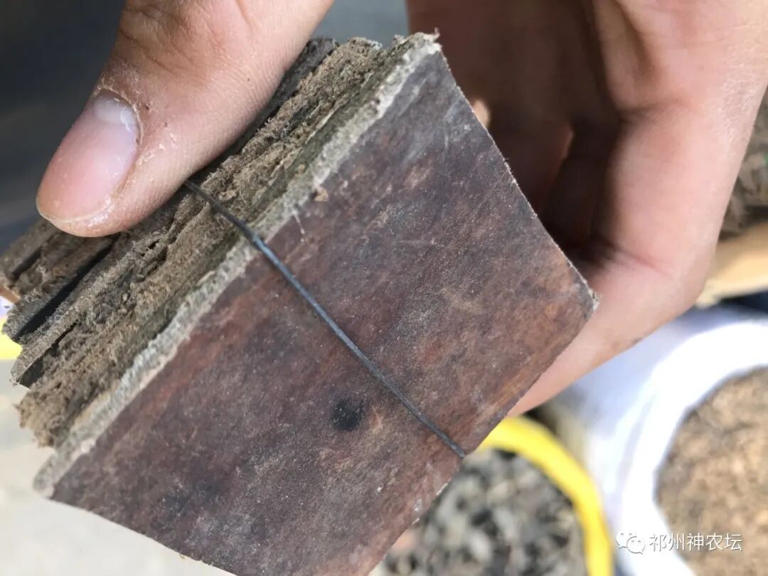 杜仲的功效与作用与主治有哪些？来自孑遗植物的腰痛要药