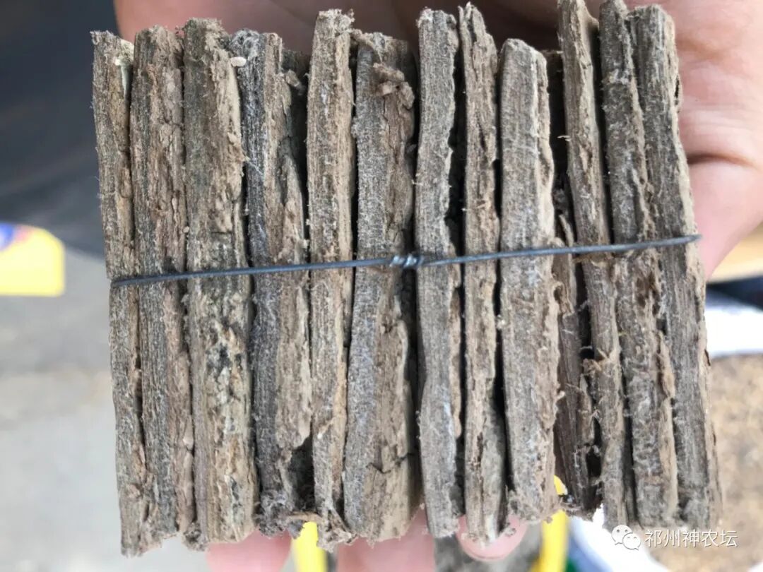 杜仲的功效与作用与主治有哪些？来自孑遗植物的腰痛要药