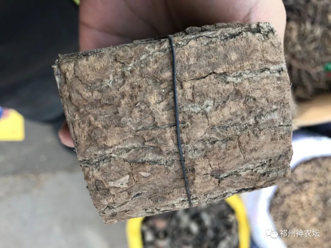 杜仲的功效与作用与主治有哪些？来自孑遗植物的腰痛要药