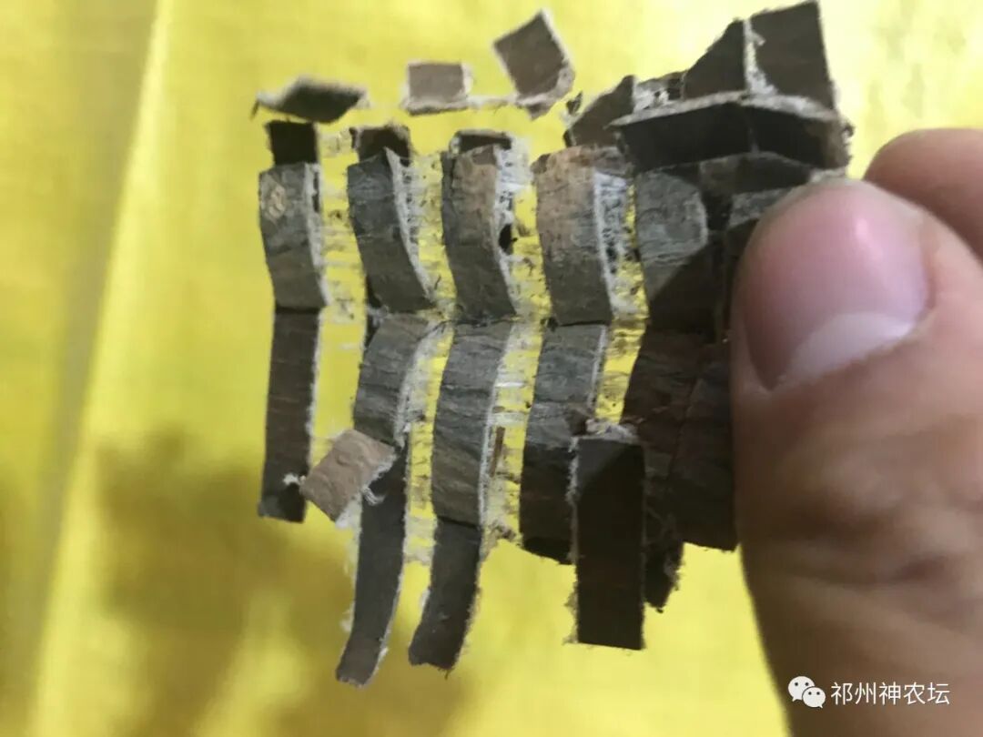 杜仲的功效与作用与主治有哪些？来自孑遗植物的腰痛要药