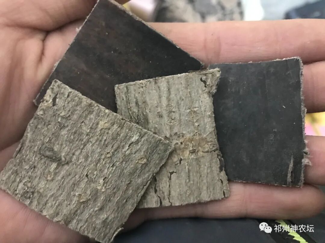 杜仲的功效与作用与主治有哪些？来自孑遗植物的腰痛要药