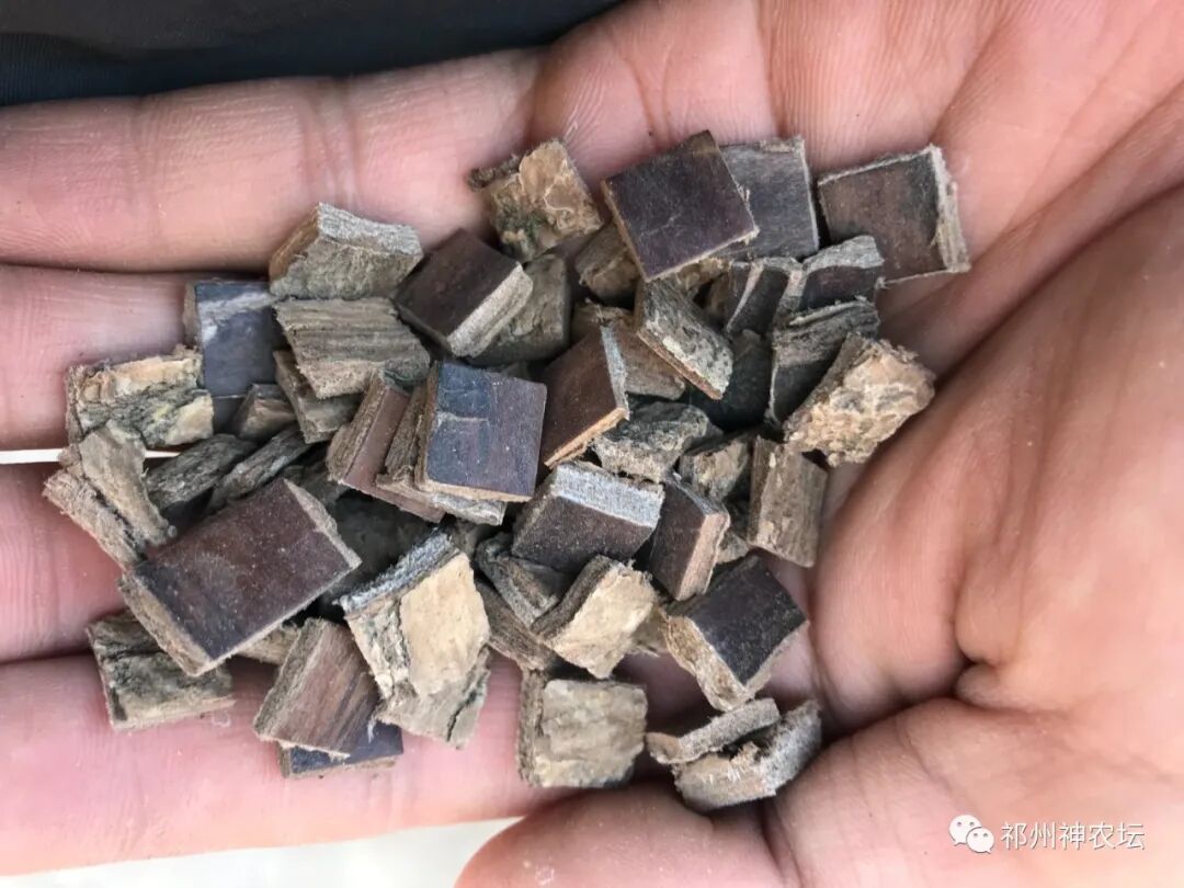 杜仲的功效与作用与主治有哪些？来自孑遗植物的腰痛要药