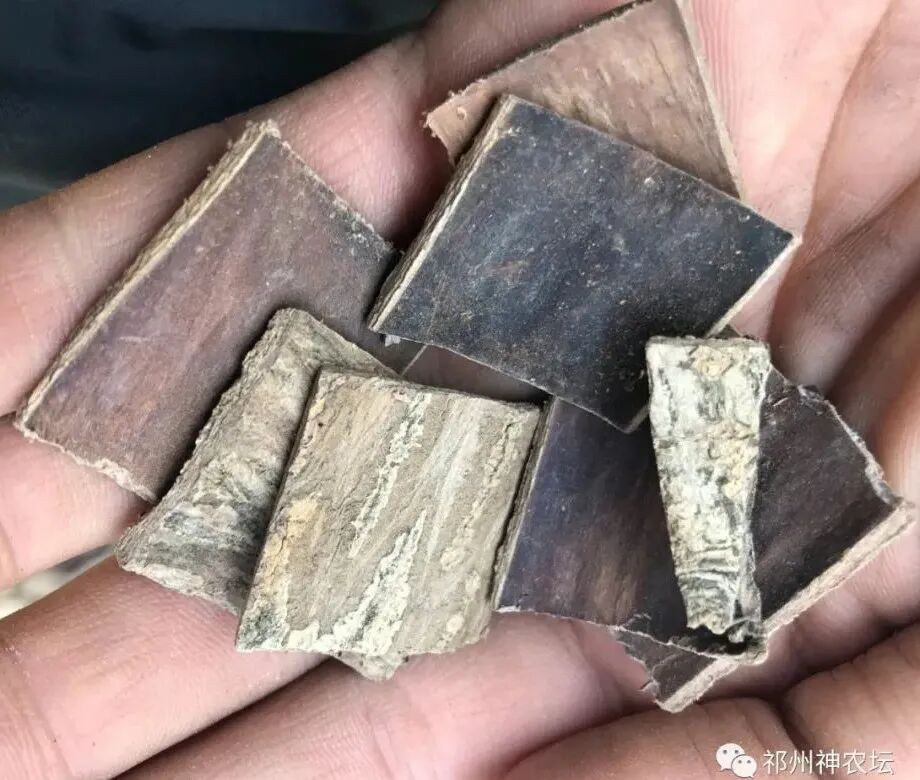 杜仲的功效与作用与主治有哪些？来自孑遗植物的腰痛要药