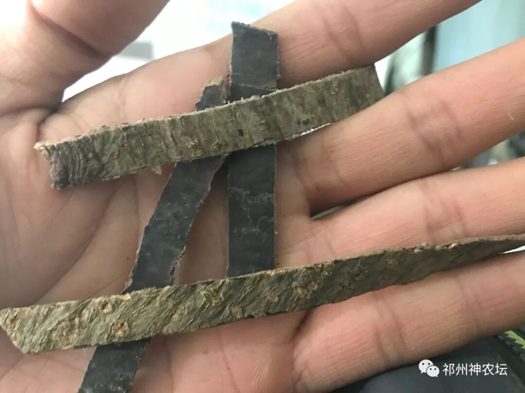 杜仲的功效与作用与主治有哪些？来自孑遗植物的腰痛要药