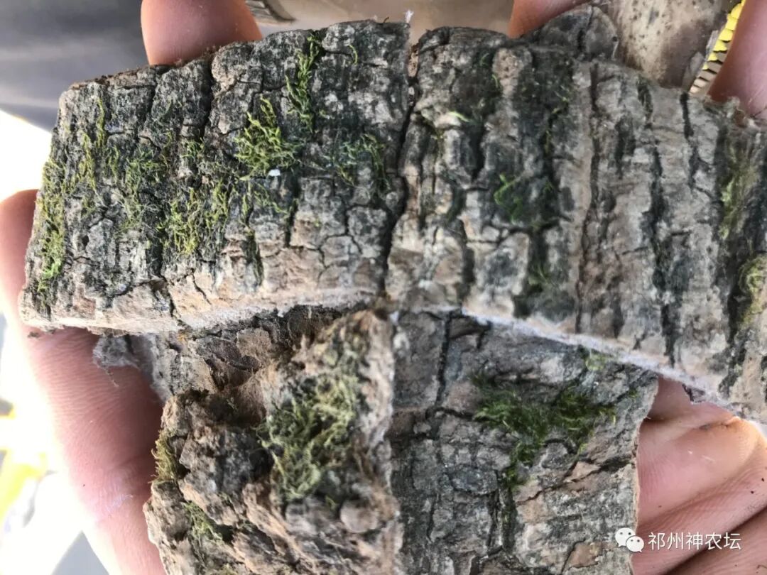 杜仲的功效与作用与主治有哪些？来自孑遗植物的腰痛要药